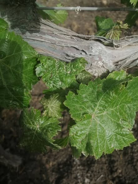 بعد اذنكم ايه الحل في عنب كنج روبي الورقة خضراء جدا النمو الخضري متوقف ممكن الأسباب والعلاج